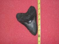 5.5 Inch C. Megalodon